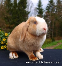 Blåzippans Sunshine (satin)