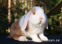Tassa (satinpälsad)