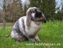 Filias Teddia (satin)