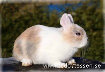 Teddytassens Dockan (musörad)