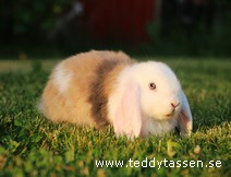 Teddytassens Engla