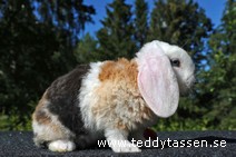Teddytassens Humlan (rexpälsad)