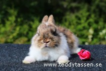 Teddytassens Klöver (satin, Fuschpälsad)