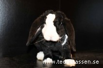 Teddytassens Leffe (rex)