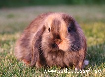 Teddytassens Lemony (satin)