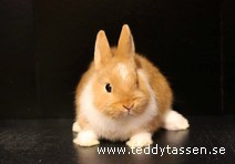 Teddytassens Lilla My