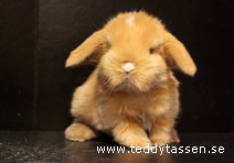 Teddytassens Luna