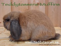 Teddytassens Muffins