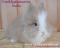 Teddytassens Nala