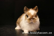 Teddytassens Nallebjörn (musörad)