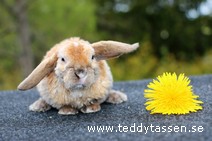Teddytassens Obelixa (satinrex)