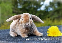 Teddytassens Obi (satinrex)