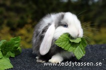 Teddytassens Odin (satin)