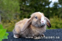 Teddytassens Oengus (satin)