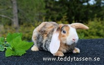 Teddytassens Olivina (satinrex)