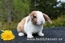 Teddytassens Omni (satinrex)