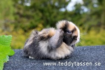 Teddytassens Oreo (satin)