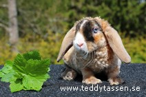 Teddytassens Orozco (satinrex)