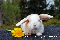 Teddytassens Orrie (satin)