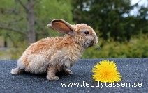 Teddytassens Orry (satinrex)