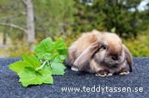Teddytassens Ottilina (satin)