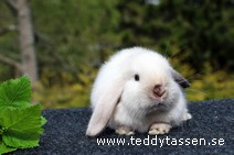 Teddytassens Ozeanna (satin)