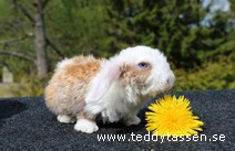 Teddytassens Ozzo (satinrex)