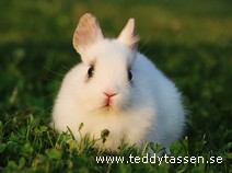 Teddytassens Pallas (musörad)