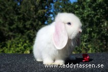 Teddytassens Pally (satin)
