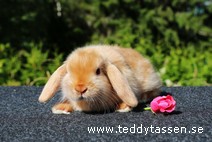 Teddytassens Paloma (satin)