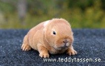 Teddytassens Palomino