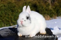 Teddytassens Pammie