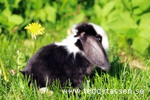 Teddytassens Panda (satin)