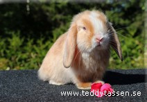 Teddytassens Panduro (satin)