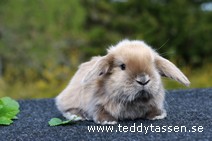 Teddytassens Pannkakan (satin)