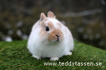 Teddytassens Pantera (musörad)
