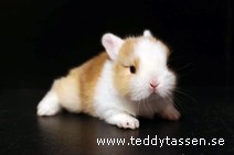 Teddytassens Papaya
