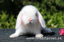 Teddytassens Pappi (satin)