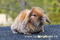 Teddytassens Parad (satin)