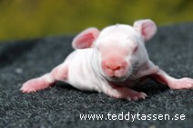 Teddytassens Paris (satin)