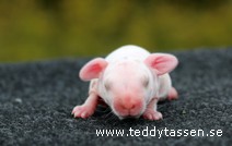 Teddytassens Parker (satin)