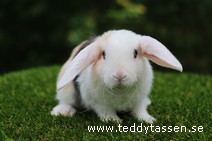 Teddytassens Päron (satinrex)