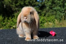 Teddytassens Pastill (satin)