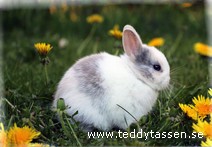 Teddytassens Paw