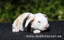 Teddytassens Peach (rex)