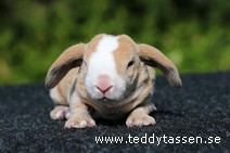 Teddytassens Peanut (rex)