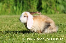 Teddytassens Pedro (satin)