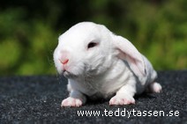 Teddytassens Pegasus (rex)