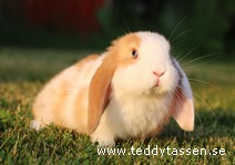 Teddytassens Peggy