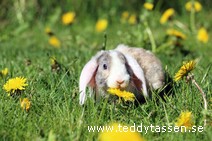 Teddytassens Penny (satinrex)
